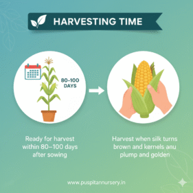 Butta Harvesting Time