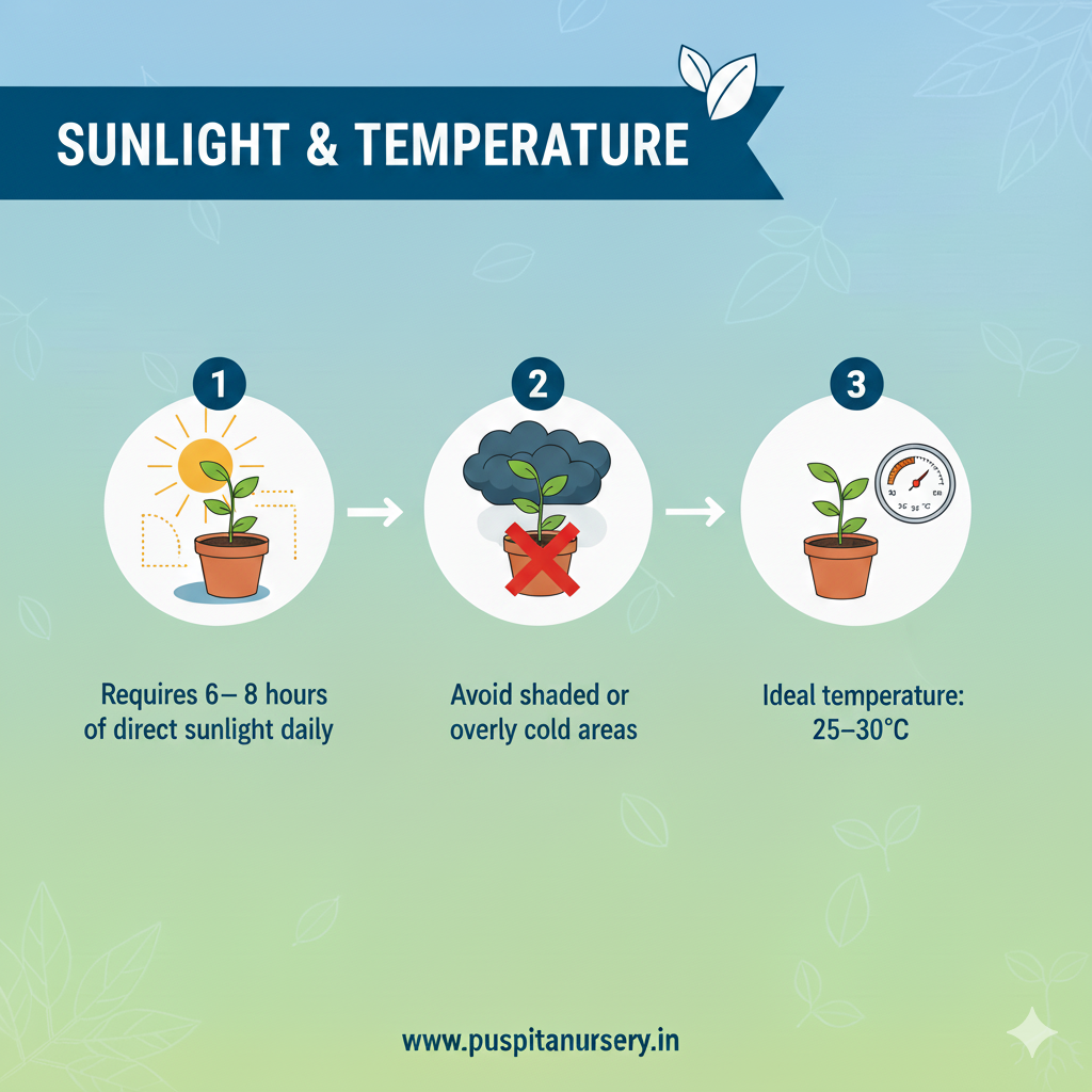 Butta Sunlight & Temperature
