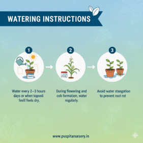 Butta Watering Instructions