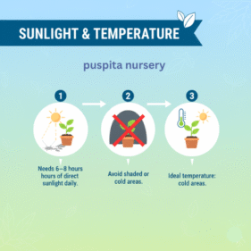 .Sunlight & Temperature