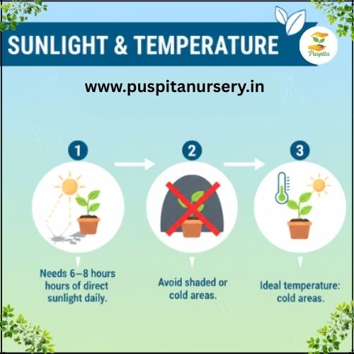 Muktajhuri Begun .Sunlight & Temperature
