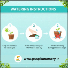 .Muktajhuri Begun .Watering Instructions