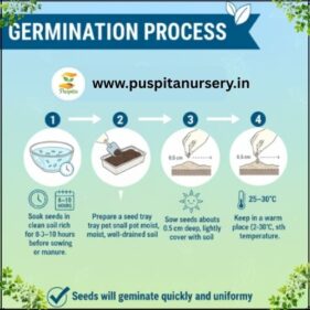 Muktajhuri Begun Germination Process