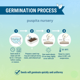 Germination Process