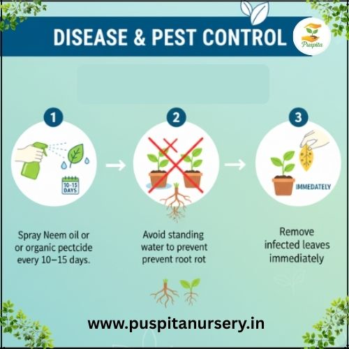 Muktajhuri begun .Disease & Pest Control