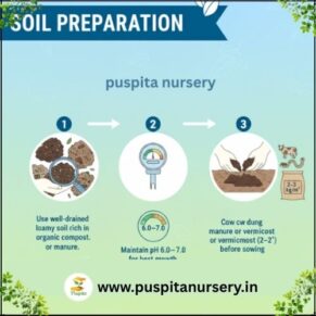 Muktajhuri begun .Soil Preparation