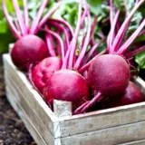 beet root