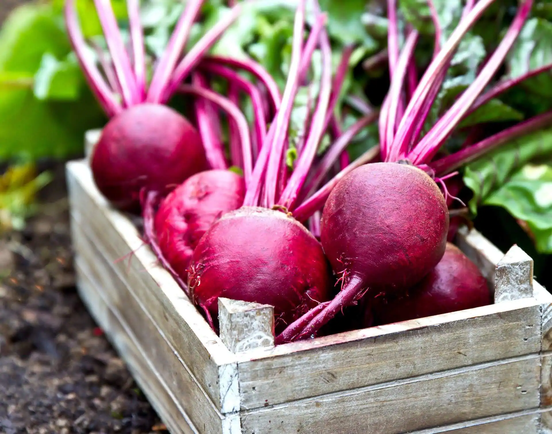 beet root