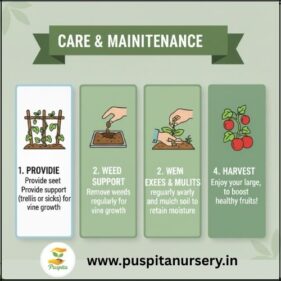 black kumra Care & Maintenance