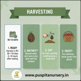 black kumra Harvesting