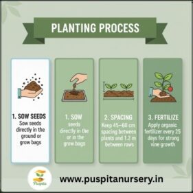 black kumra Planting Process