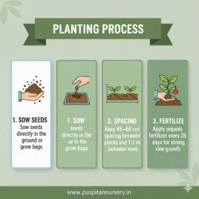 black kumra Planting Process