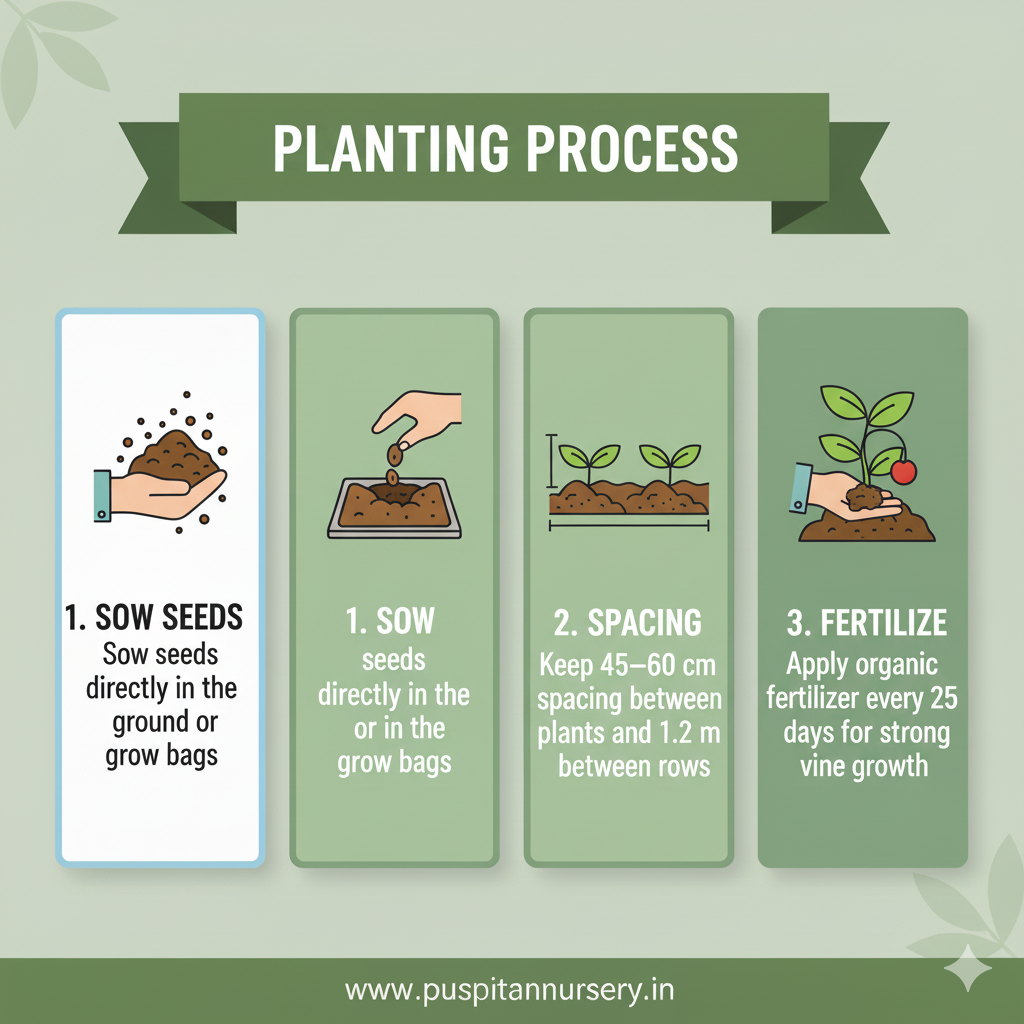 black kumra Planting Process