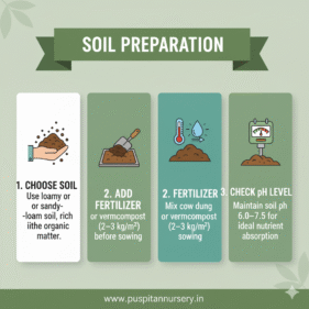 black kumra Soil Preparation