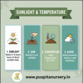 black kumra Sunlight & Temperature
