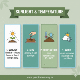black kumra Sunlight & Temperature