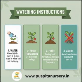 black kumra Watering Instructions
