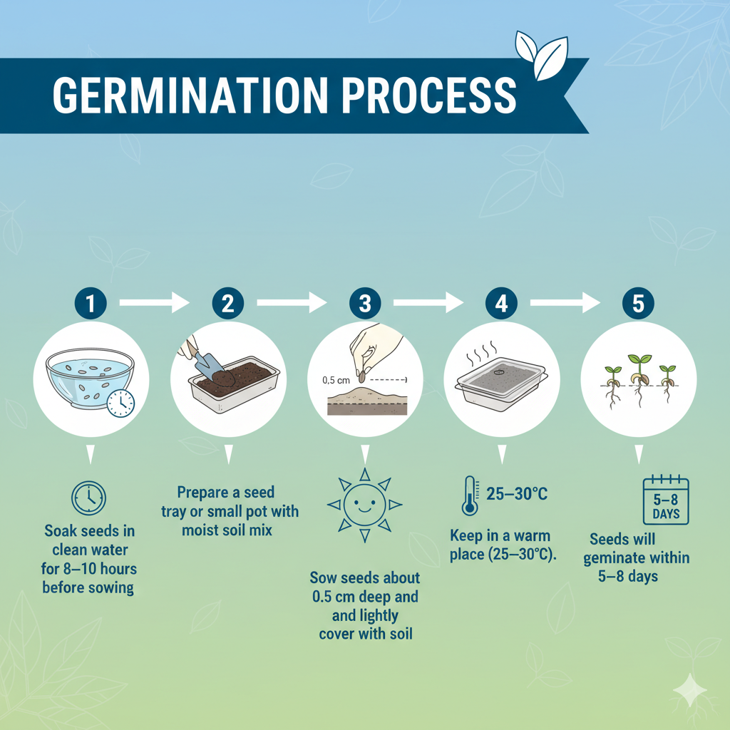 brinjal seeds germination