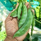 lablab seeds