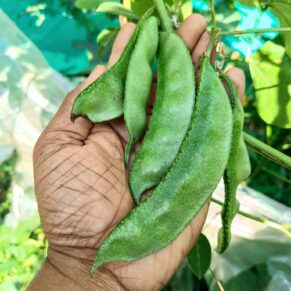 lablab seeds