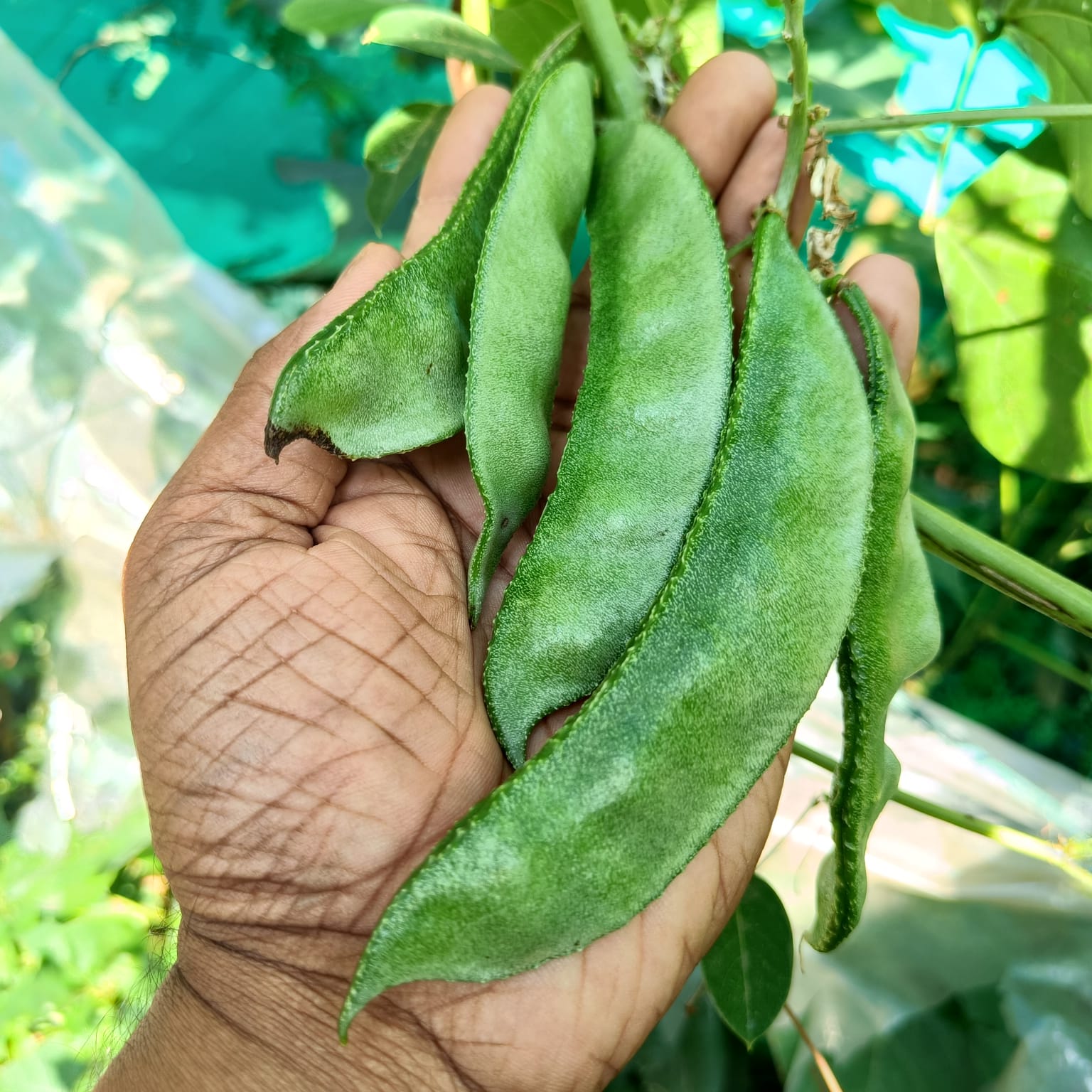 lablab seeds