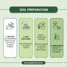 straberry Soil Preparation