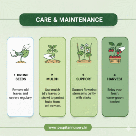 strawberry Care & Maintenance