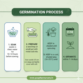 strawberry Germination Process