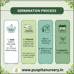strawberry Germination Process