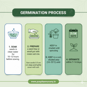 strawberry Germination Process