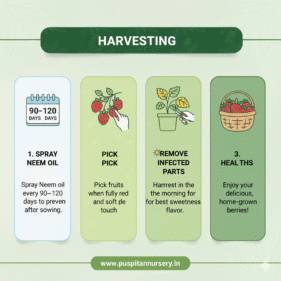 strawberry Harvesting