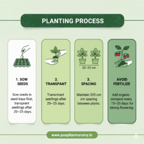 strawberry Planting Process