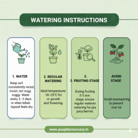 strawberry Watering Instructions