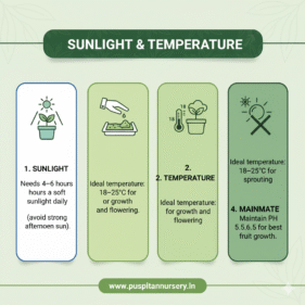 strrawberry Sunlight & Temperature