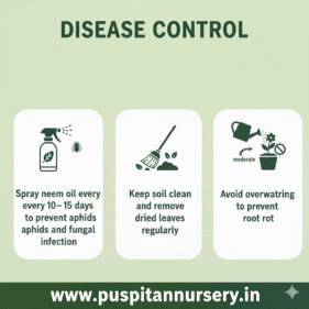 12 masi marigold Disease Control