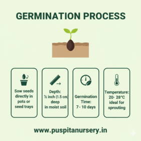 12 masi marigold Germination Process