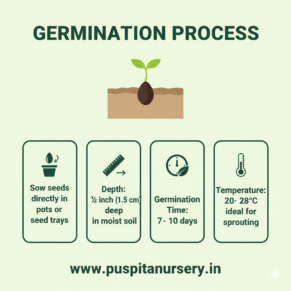 12 masi marigold Germination Process