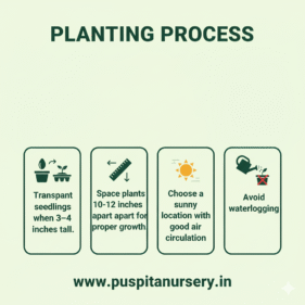 12 masi marigold Planting Process