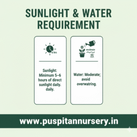 12 masi marigold Sunlight & Water Requirement