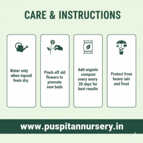 12 masi marigold care & Instructions