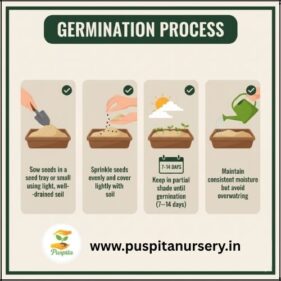 ASTER DOUBLE MIXED Germination Process
