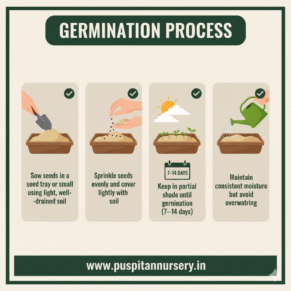ASTER DOUBLE MIXED Germination Process
