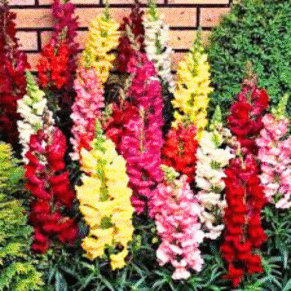 Antirrhinum Mixed Flower