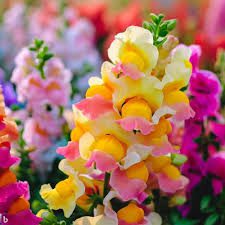 Antirrhinum Mixed Flower Seeds
