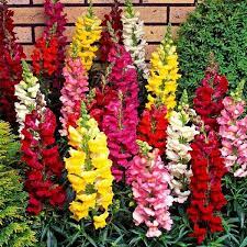 Antirrhinum Mixed Flower