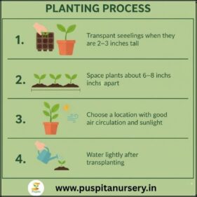 Antirrhinum Mixed Planting Process