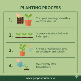 Antirrhinum Mixed Planting Process