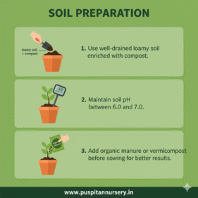 Antirrhinum Mixed Soil Preparation