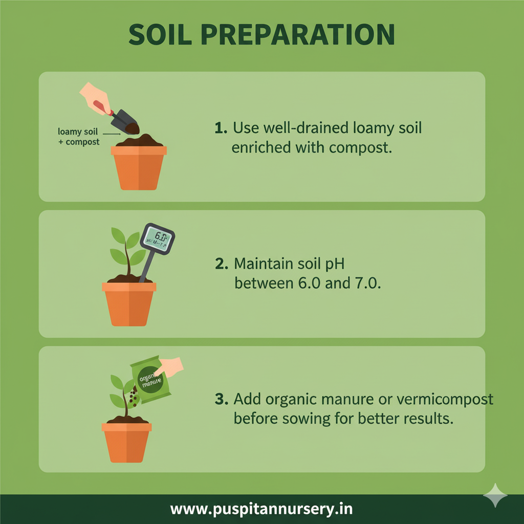Antirrhinum Mixed Soil Preparation