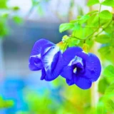 Puspita Nursery Aprajita Double Seed – Beautiful Blue Clitoria Ternatea Vine | Fast Growing Flowering Creeper | Ideal for Home Garden, Terrace & Balcony | Easy to Grow Seeds